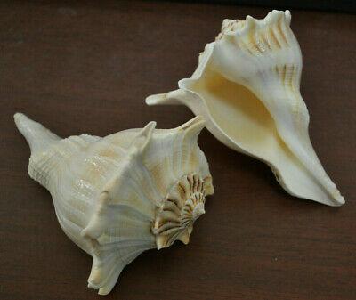 2 PCS POLISHED RIGHT HANDED TIGER WHELK SEASHELL DAKSHINAVARTI SHANKH 5""-6"" RHO
